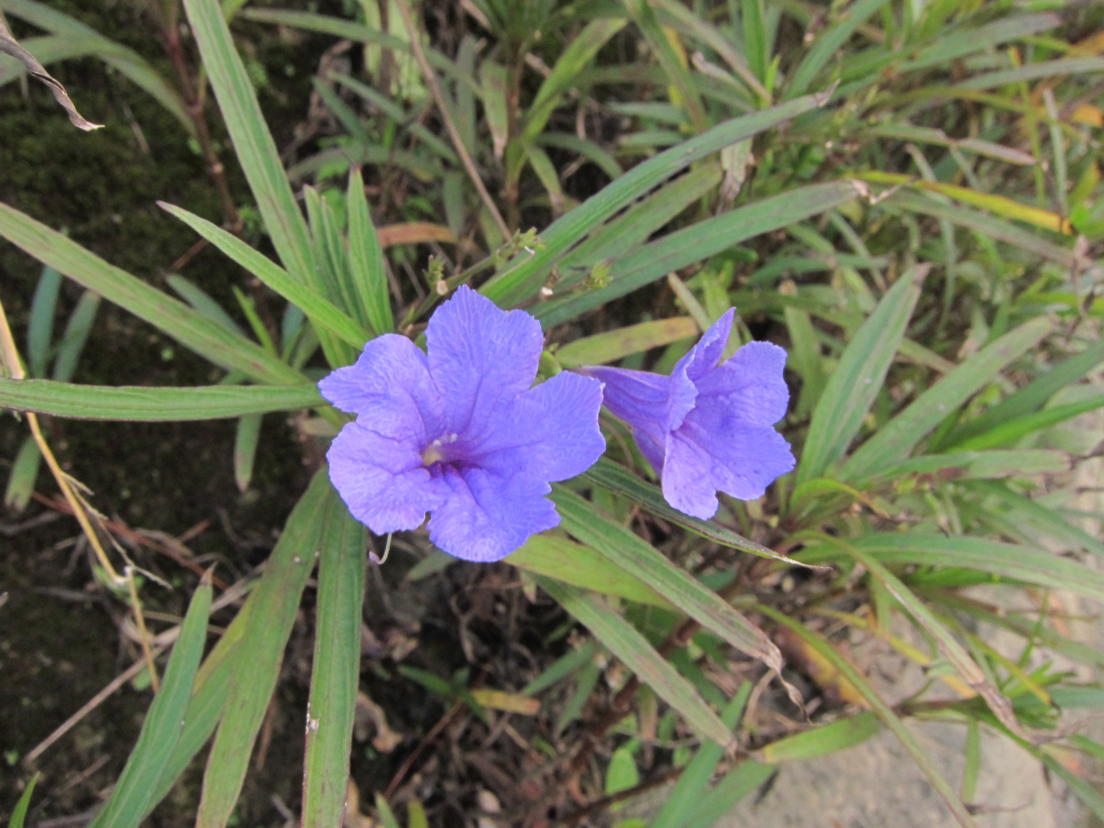 細長い 葉 紫 の 花