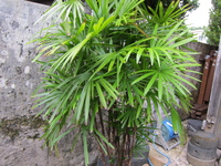 シュロチク（棕櫚竹）